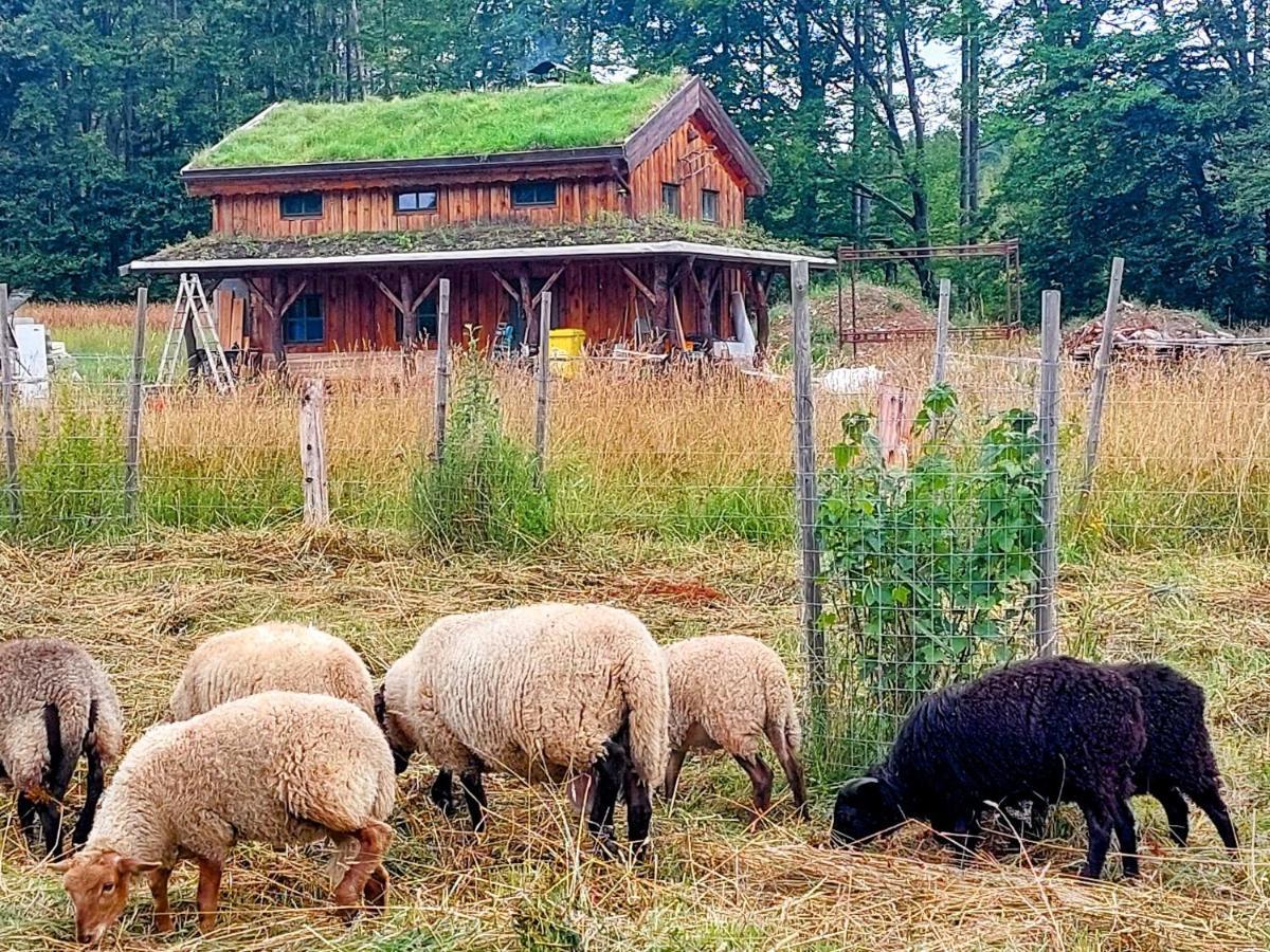 Chalet Boruvka - Biofarma Na Samote V Lesich Benesov  ภายนอก รูปภาพ