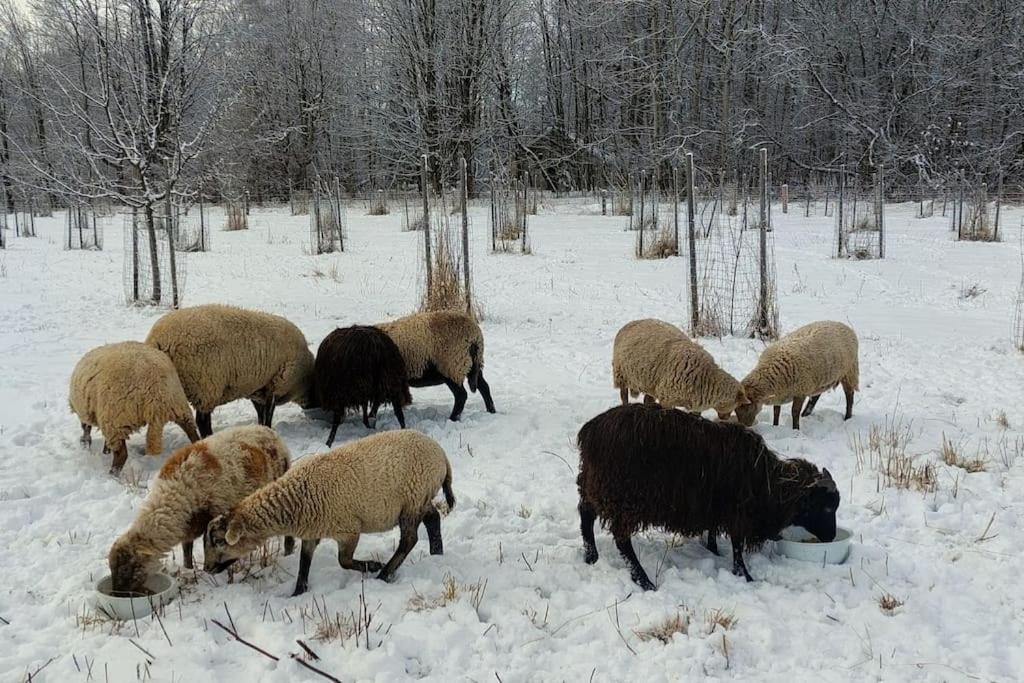 Chalet Boruvka - Biofarma Na Samote V Lesich Benesov  ภายนอก รูปภาพ