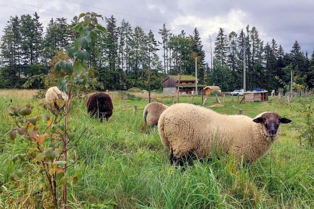 Chalet Boruvka - Biofarma Na Samote V Lesich Benesov  ภายนอก รูปภาพ