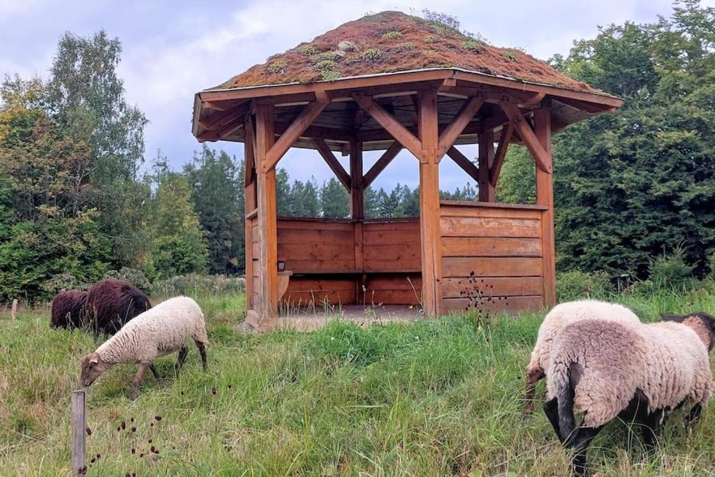 Chalet Boruvka - Biofarma Na Samote V Lesich Benesov  ภายนอก รูปภาพ